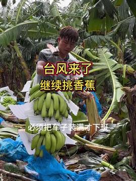 禹蕉视频,揭秘历史与现实的精彩瞬间
