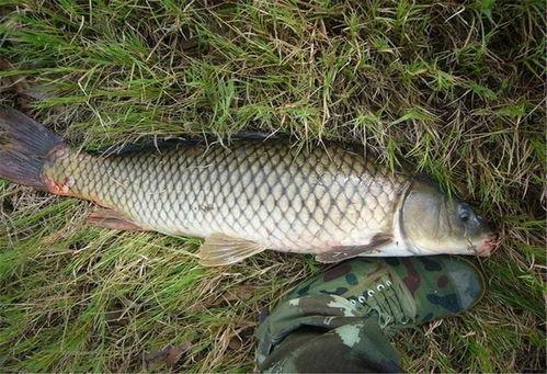 香蕉钓鱼视频,趣味盎然的垂钓体验