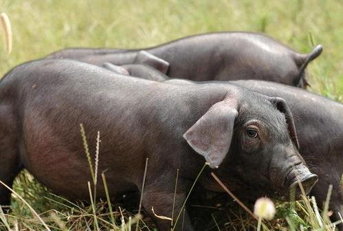 猪交配高清视频播放,自然繁殖过程全记录