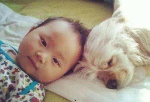 日本男孩和小狗,日本男孩与小狗的温馨日常